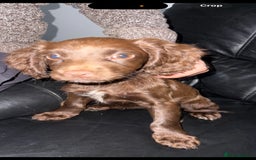 Cocker Spaniel dogs for sale: 2 cocker spaniel pups - Image 2