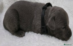 Staffordshire Bull Terrier dogs for sale:  Blue Staffy puppies for sale KC REGISTERED  - Image 35