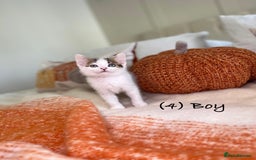 Mixed Breed cats for sale: Beautiful kittens 8 weeks old ready now  - Image 13