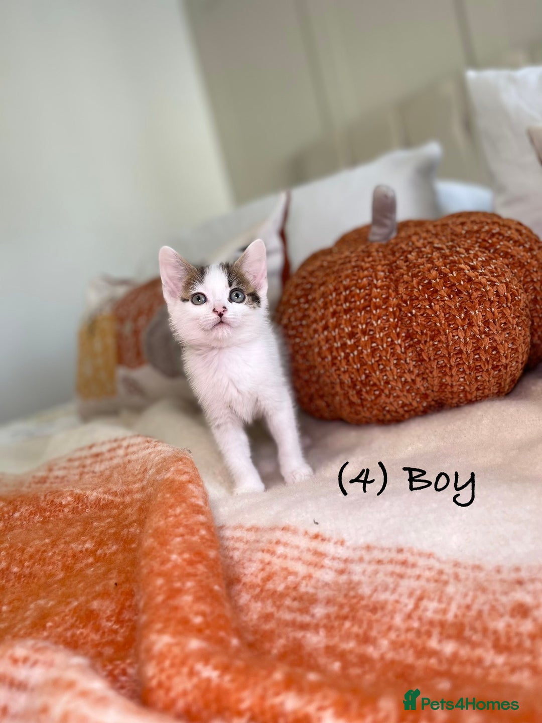 Mixed Breed cats for sale: Beautiful kittens 8 weeks old ready now  - Image 13