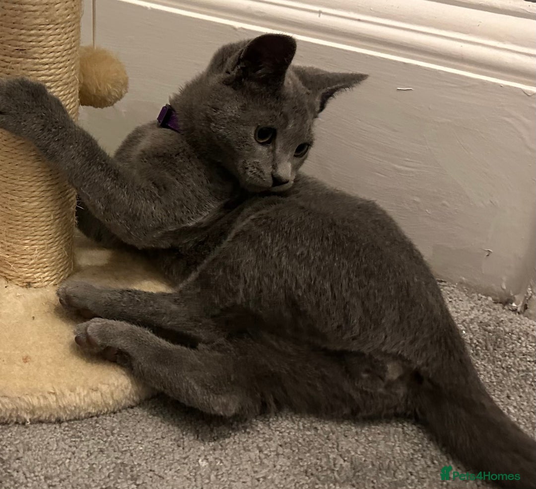 Russian Blue cats for sale: Russian Blue Kittens - Image 4