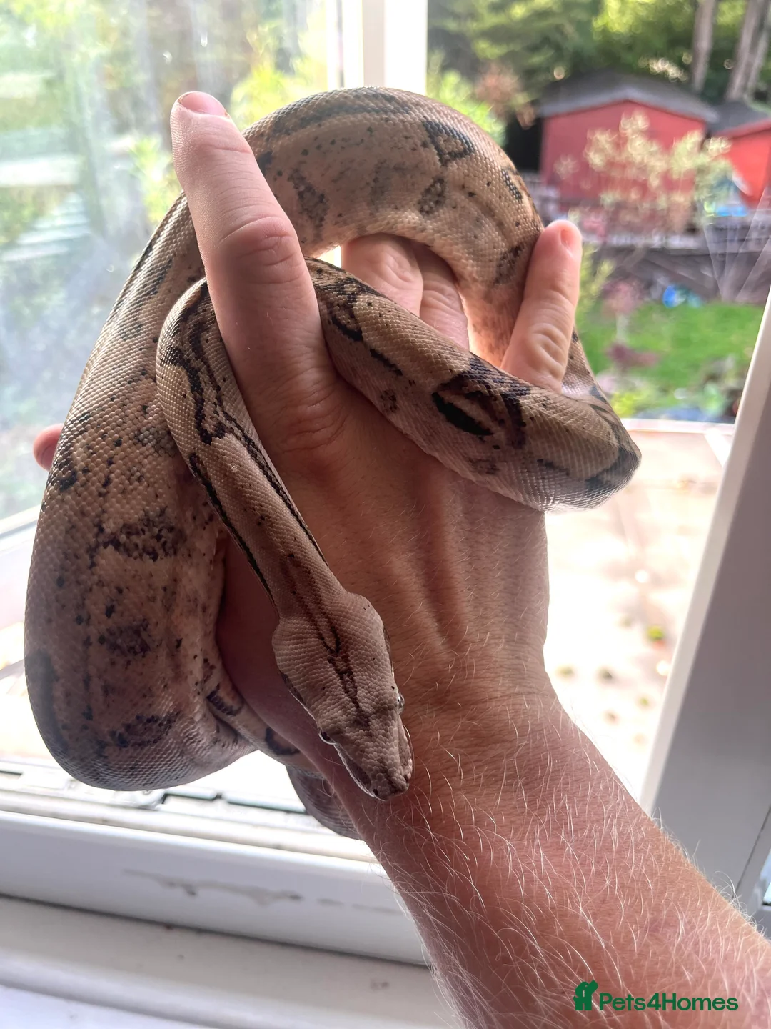 Boa Snake reptiles for sale: Hype motley boa  - Advert 2