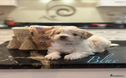 Mixed Breed dogs for sale: Peke-a-Chon puppies 🐶  - Image 10