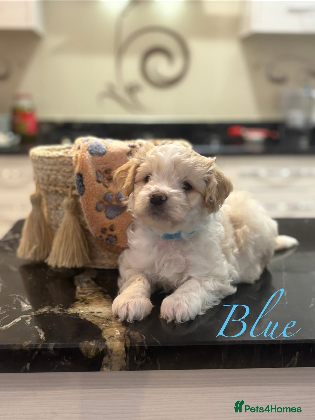 Mixed Breed dogs for sale: Peke-a-Chon puppies 🐶  - Image 10