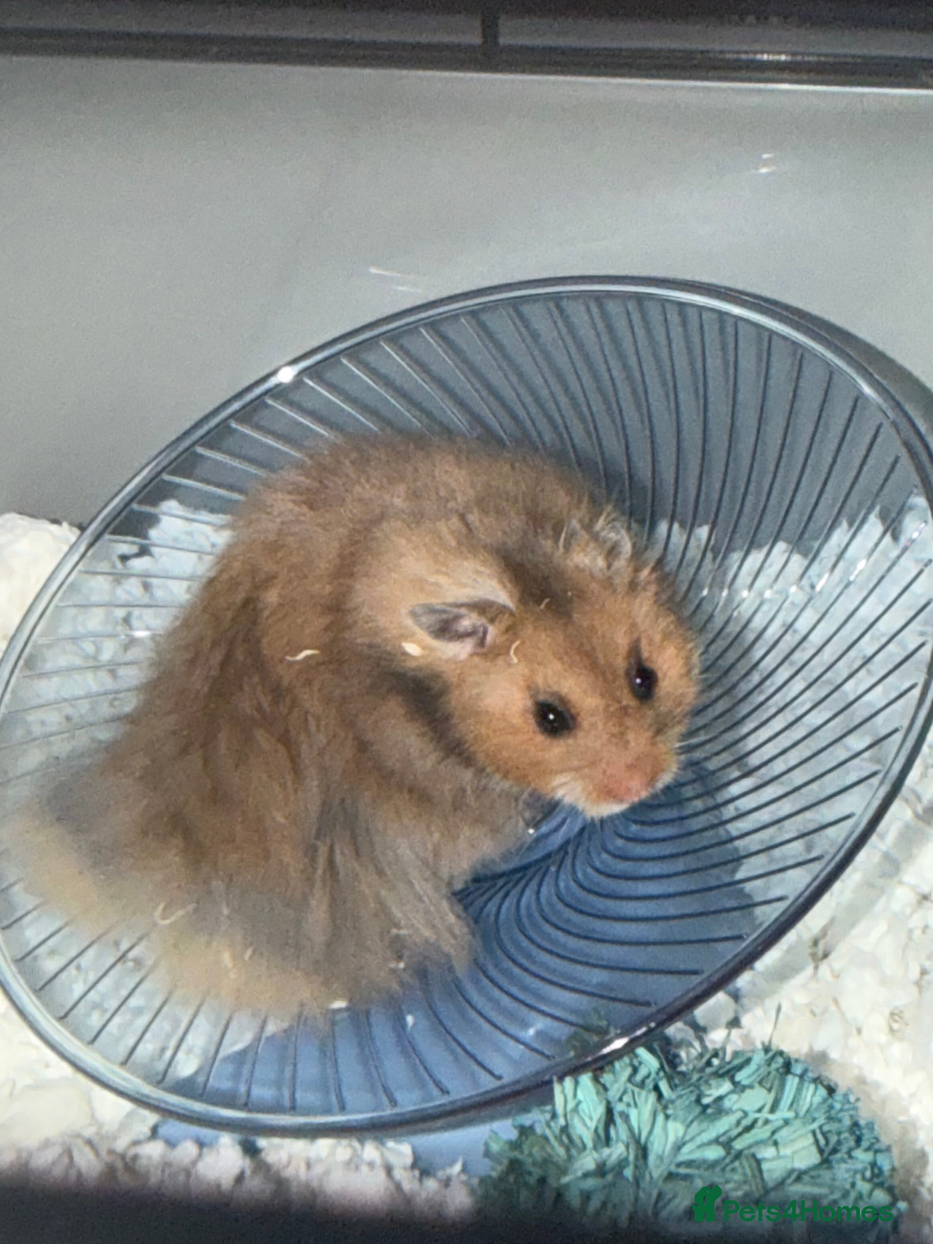 Hamster rodents syrian hamster with bucatstate cage open to offers - Advert 8