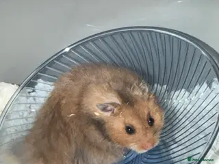 Hamster rodents syrian hamster with bucatstate cage open to offers - Advert 8