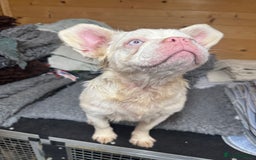 French Bulldog dogs for sale: French bulldog female full fluffy full pink - Advert 4