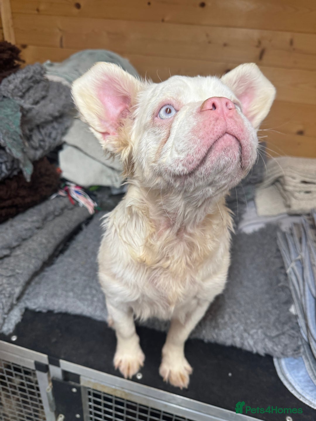 French Bulldog dogs for sale: French bulldog female full fluffy full pink - Advert 4