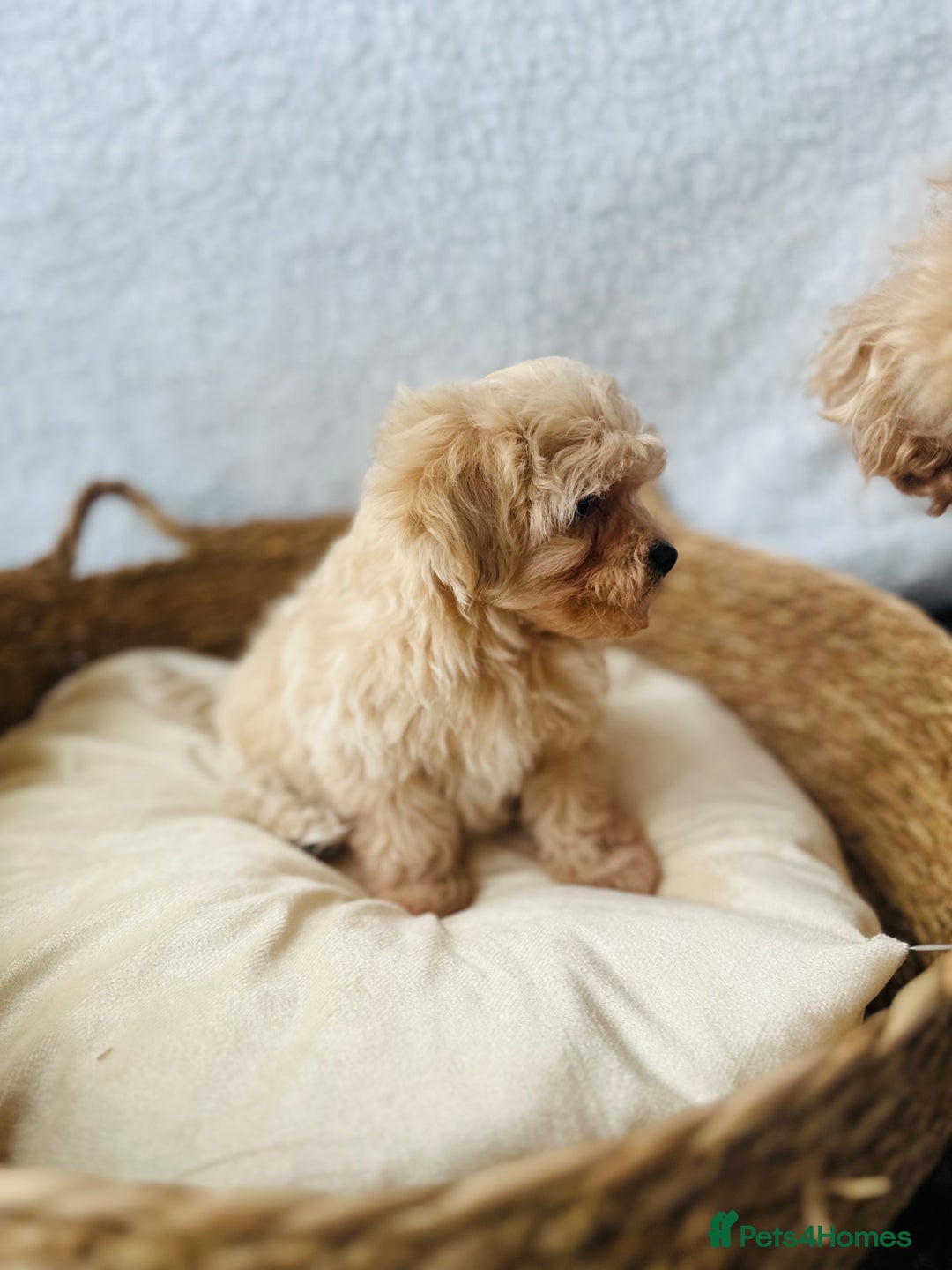 Maltipoo dogs for sale: F1 Toy Maltipoo puppys   - Image 37