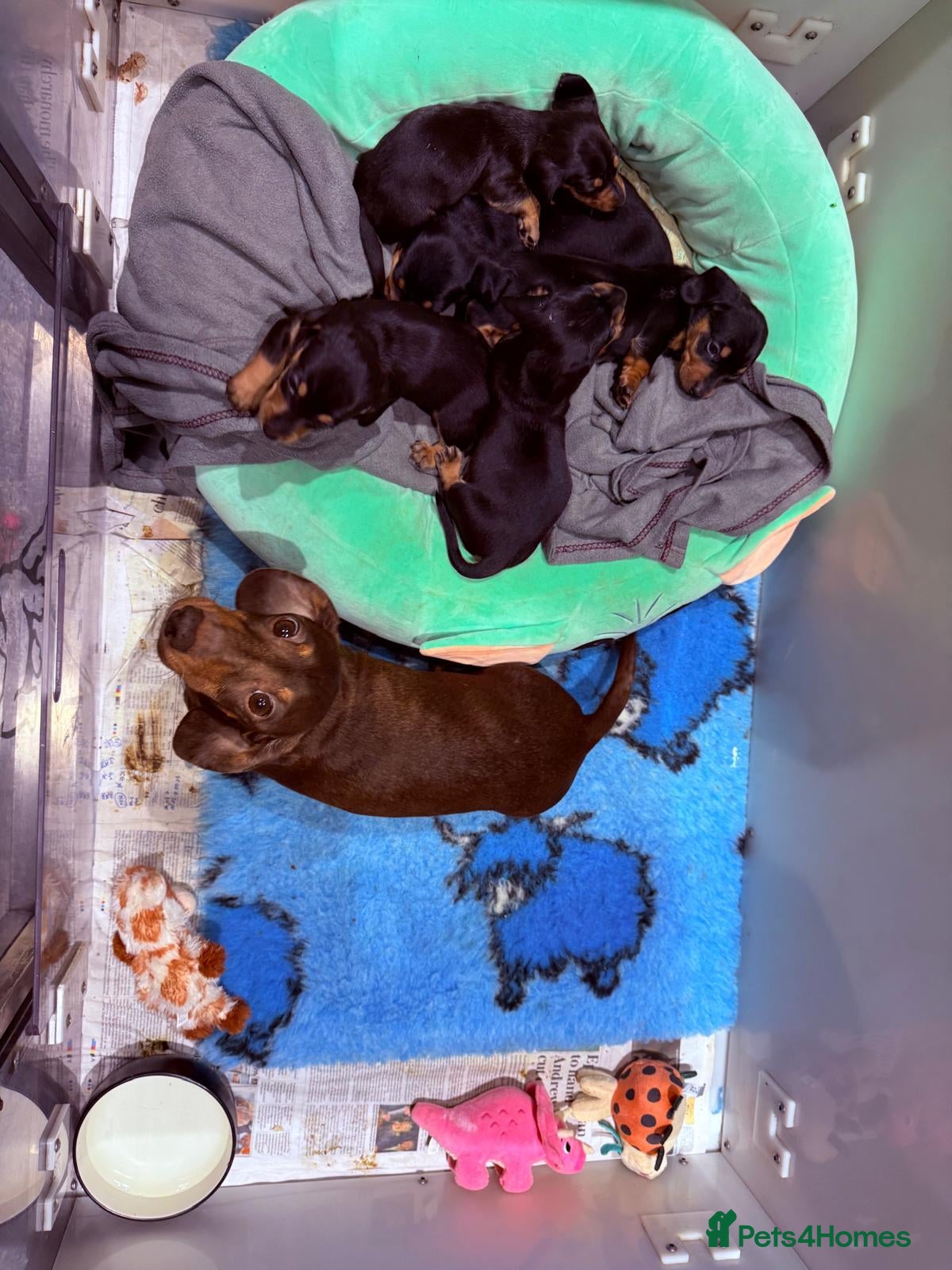 Dachshund dogs Miniature Dachsund Pups - Advert 2