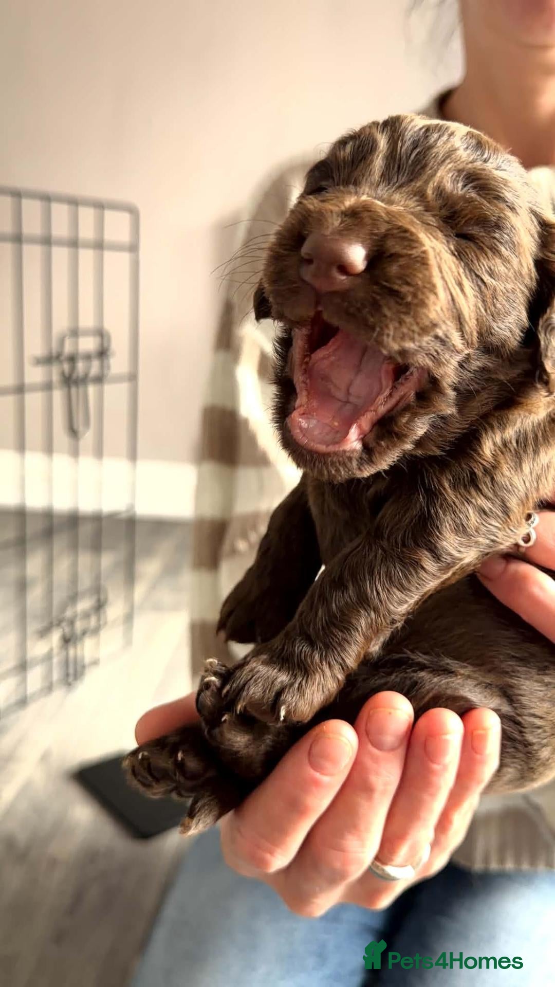 Cocker Spaniel dogs Stunning litter of cocker spaniels - Advert 2