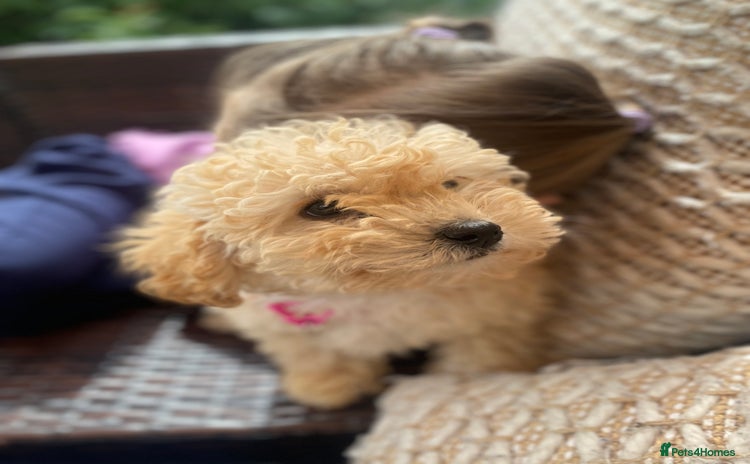 Poodle dogs - Advert 1