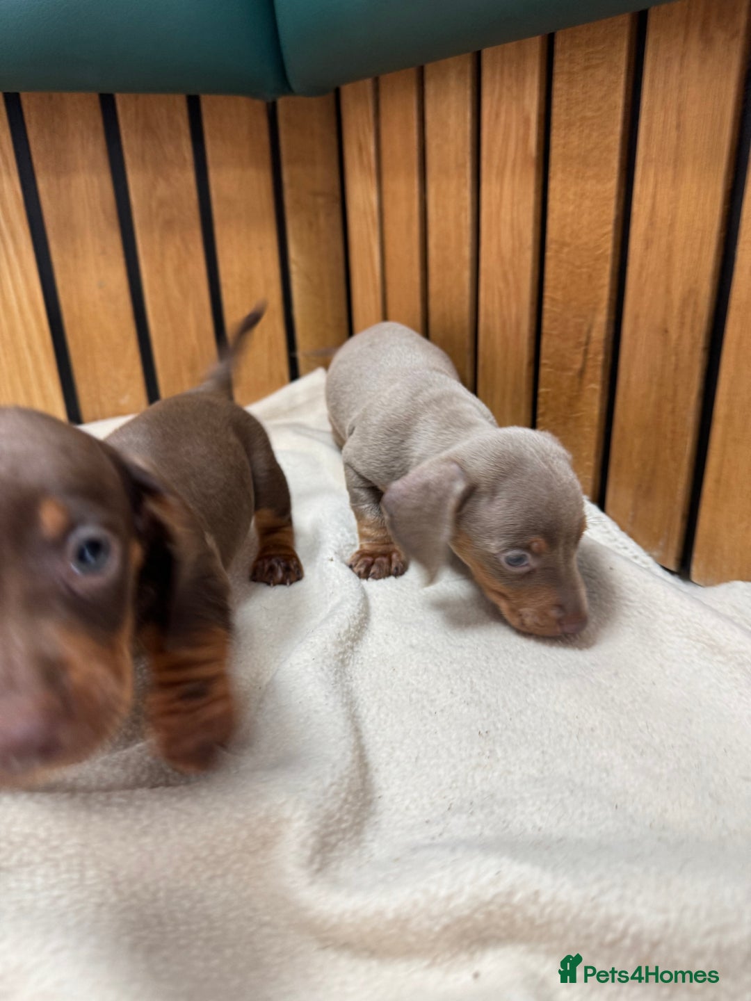 Miniature Dachshund dogs for sale: 5⭐️ licensed breeder. Rainbow litter  - Image 5