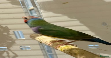 Finches birds - Advert 6