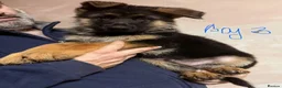 German Shepherd dogs for sale: GERMAN SHEPHERD PUPPIES in Bishop Auckland - Advert 4