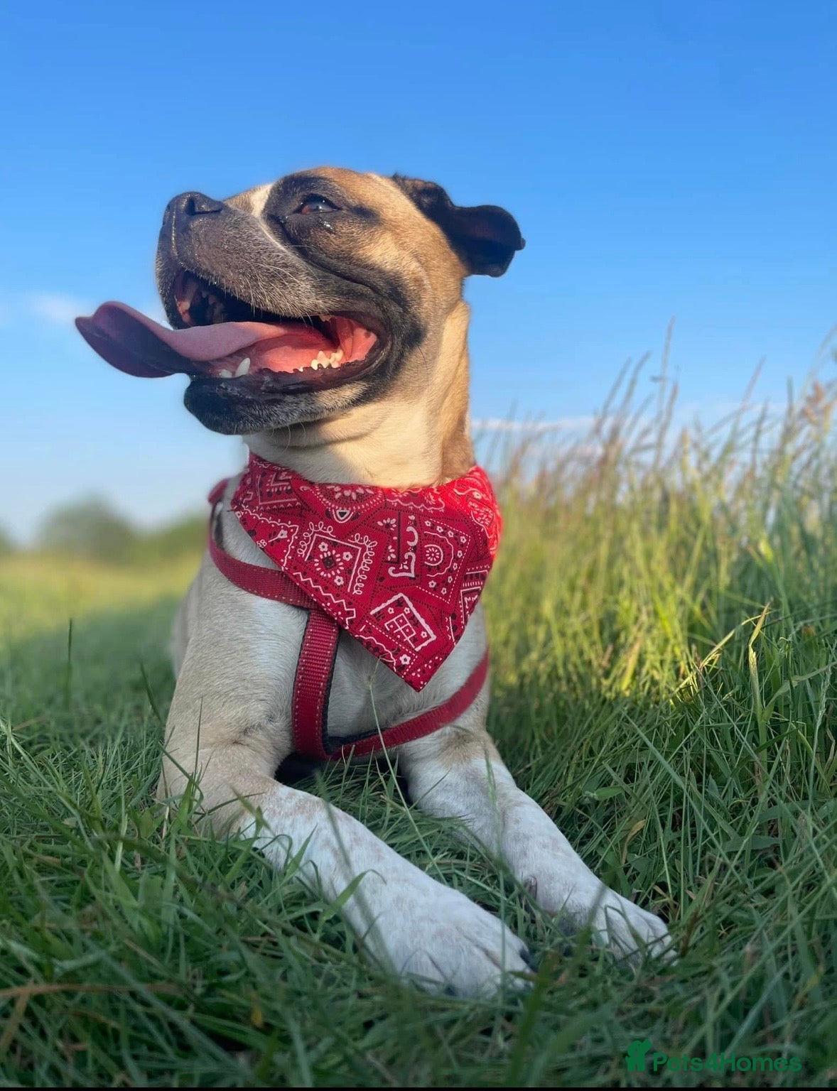 Mixed Breed dogs Gorgeous girl looking for 5* star home  - Advert 2