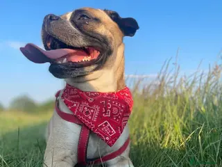 Mixed Breed dogs Gorgeous girl looking for 5* star home - Advert 1