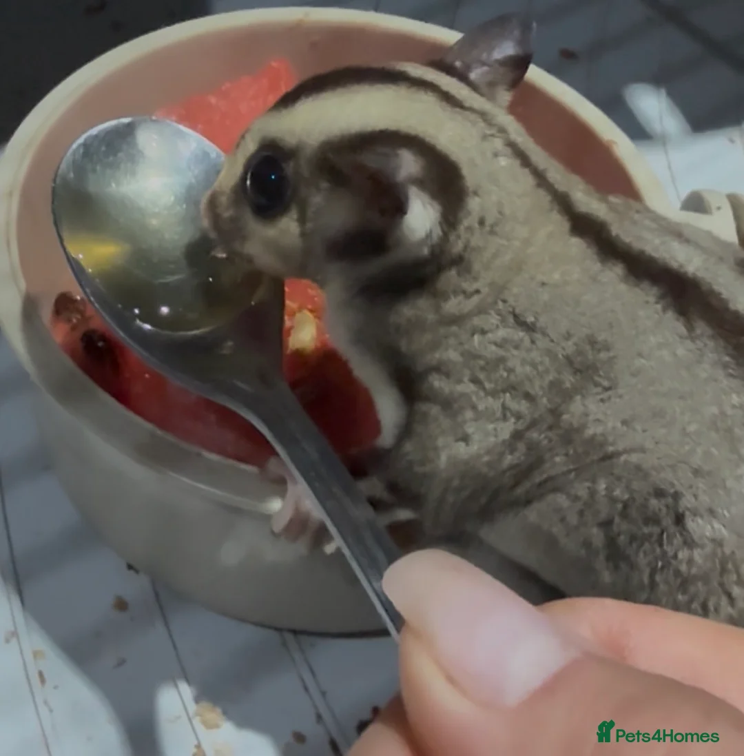 Sugar Glider rodents for sale: Baby boy sugar gliders  - Advert 2