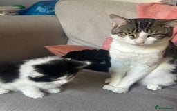 Mixed Breed cats for sale: Cats and Kittens Free - Image 9