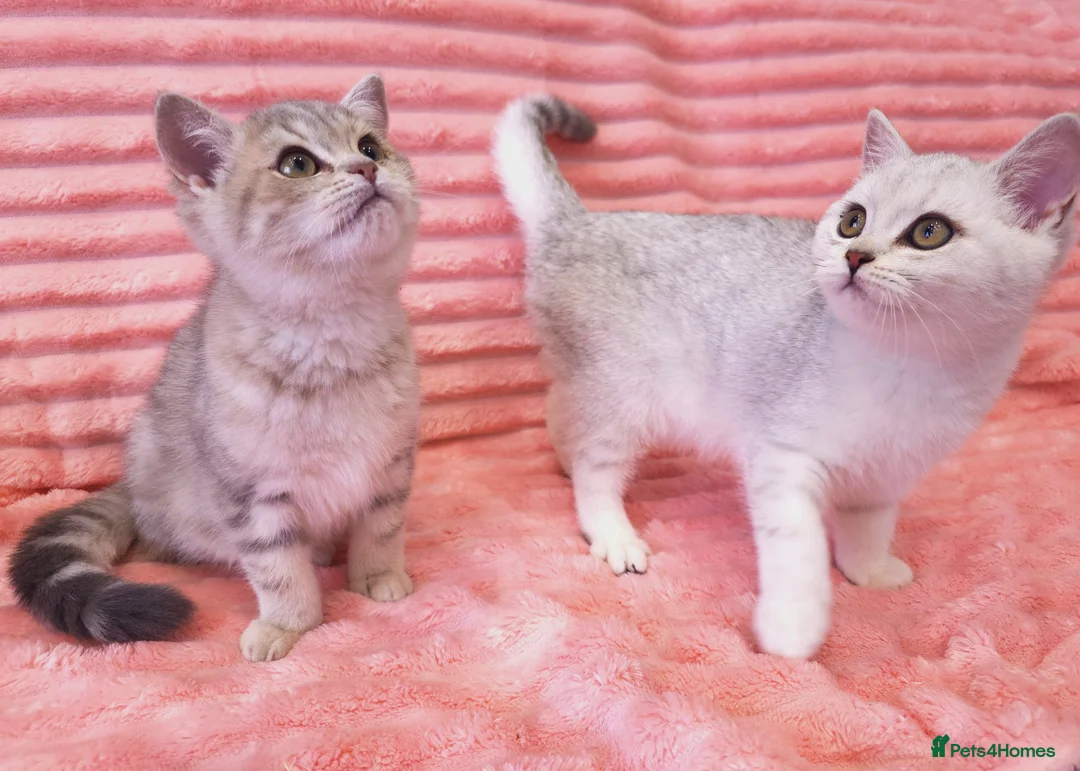 British Shorthair cats for sale: British shorthair AY12 and NS12 - Advert 2