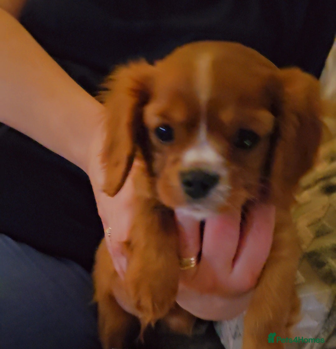 Cavalier King Charles Spaniel dogs for sale: Cavalier king charles puppys READY NOW pedigree KC - Advert 10