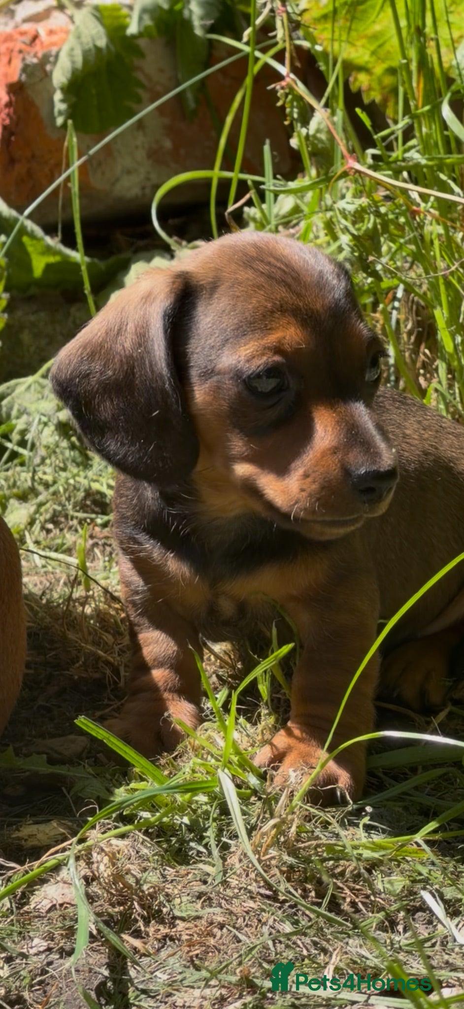 Miniature Dachshund dogs KC reg miniature smooth dachshund - Advert 2