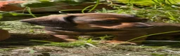 Miniature Dachshund dogs for sale: KC reg miniature smooth dachshund in Warminster - Advert 1