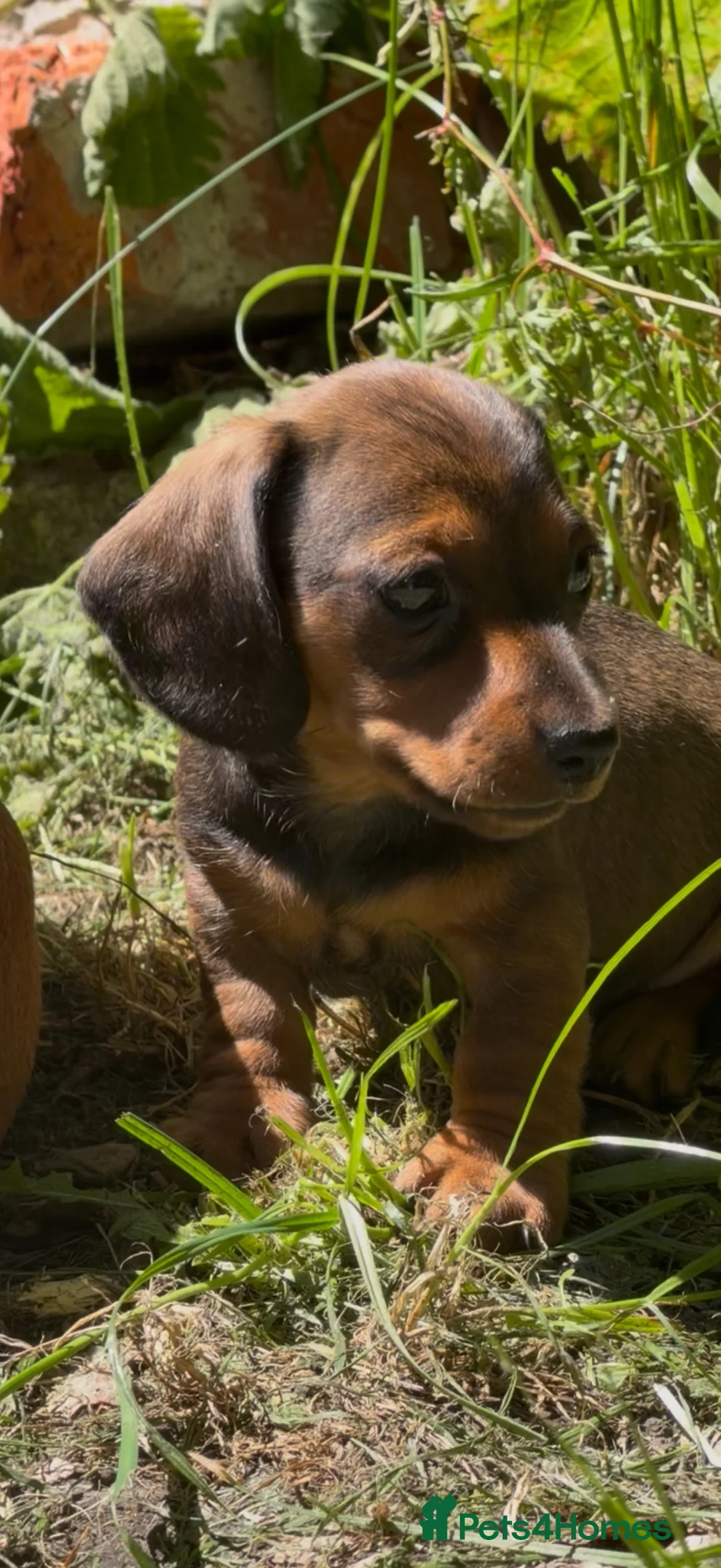 Miniature Dachshund dogs for sale: KC reg miniature smooth dachshund in Warminster - Advert 1