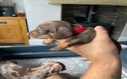 Miniature Dachshund dogs for sale: 🐾READY TO LEAVE NEXT WEEK🐾 - Image 14