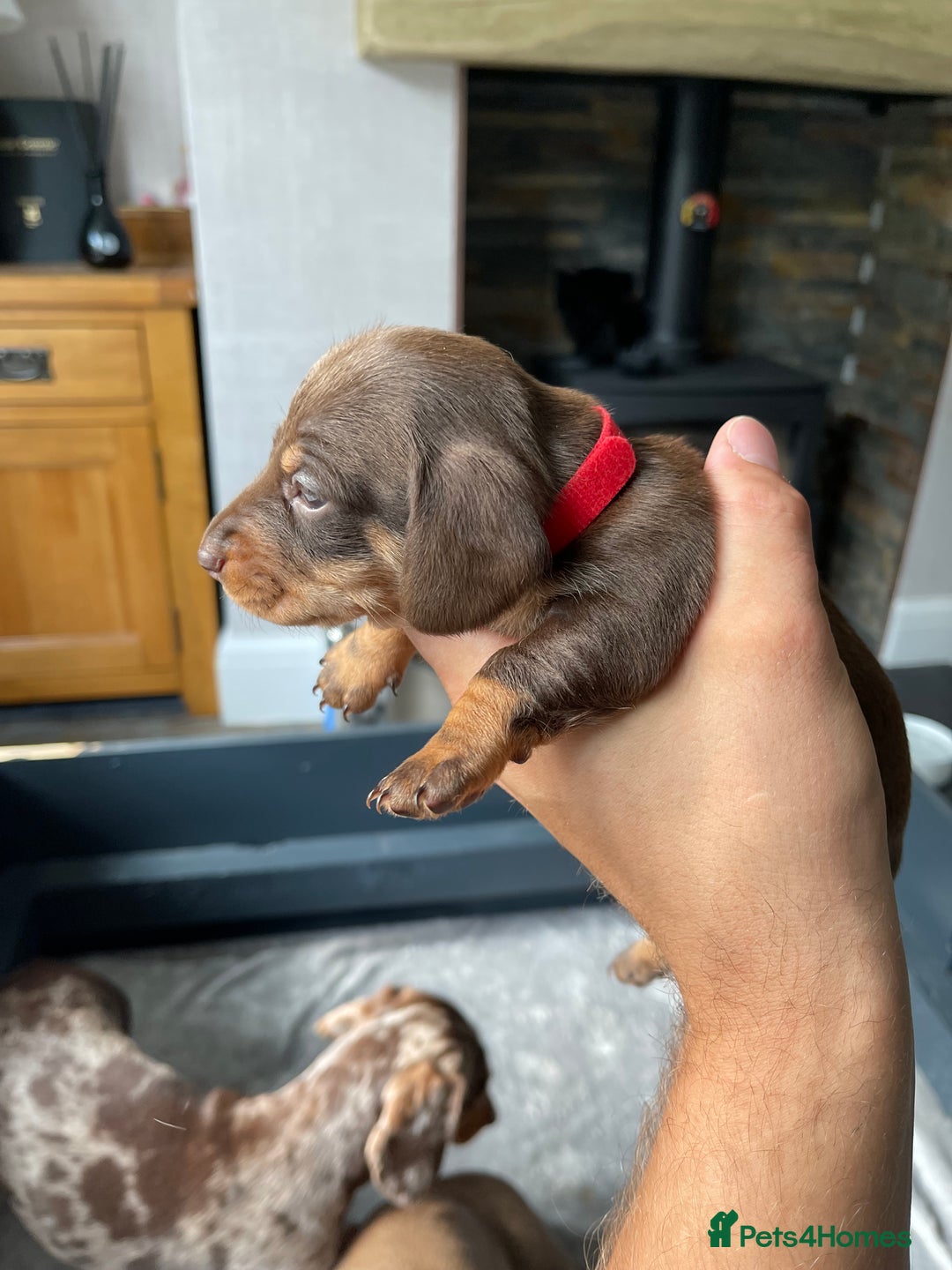 Miniature Dachshund dogs for sale: 🐾READY TO LEAVE NEXT WEEK🐾 - Image 14