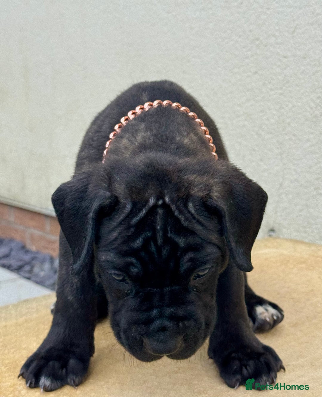 Mixed Breed dogs for sale: Last Four Mastiff pups available  - Image 36