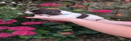 Sprocker dogs for sale: 7 beautiful sprockers - Advert 30