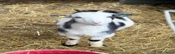 Goats livestock for sale: Small Young Pygmy Beautiful Nannie’s for sale  - Advert 6