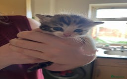 Ragdoll cats for sale: Ragdoll x tortoise shell kittens - Image 6