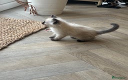 Ragdoll cats for sale: Two Beautiful girls  - Image 5