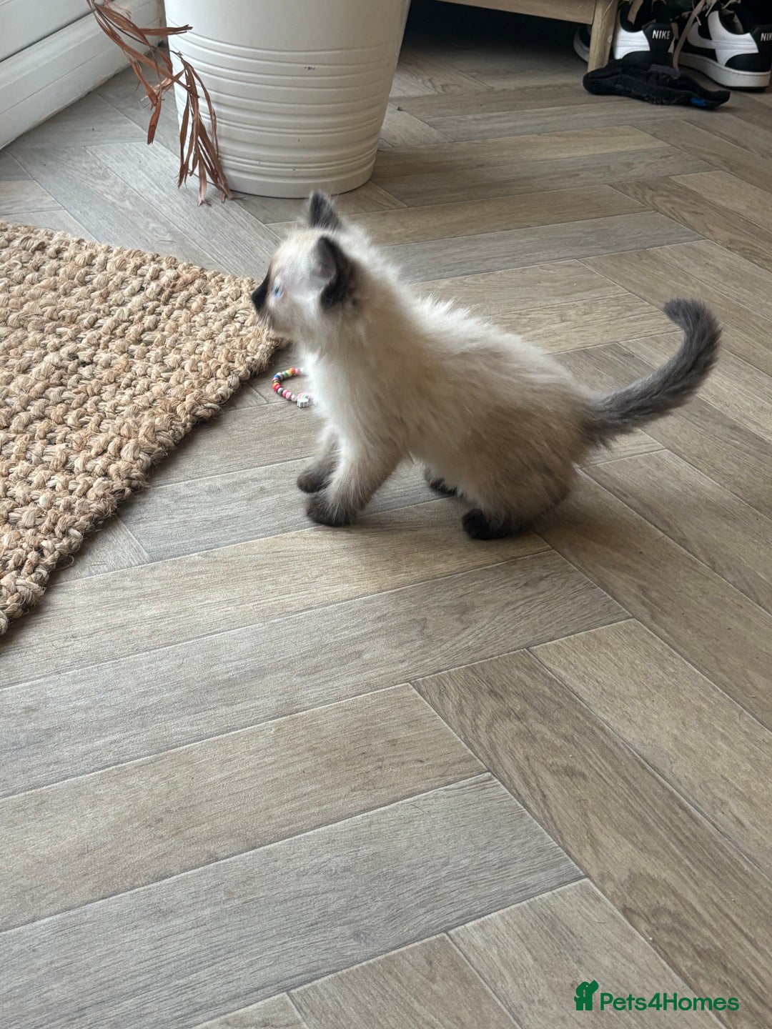 Ragdoll cats for sale: Two Beautiful girls  - Image 5