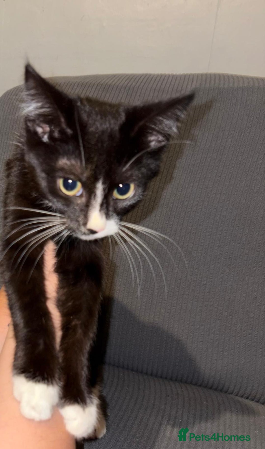 Mixed Breed cats for sale: Mix of cats to go asap (fr33 to good home)  - Image 4