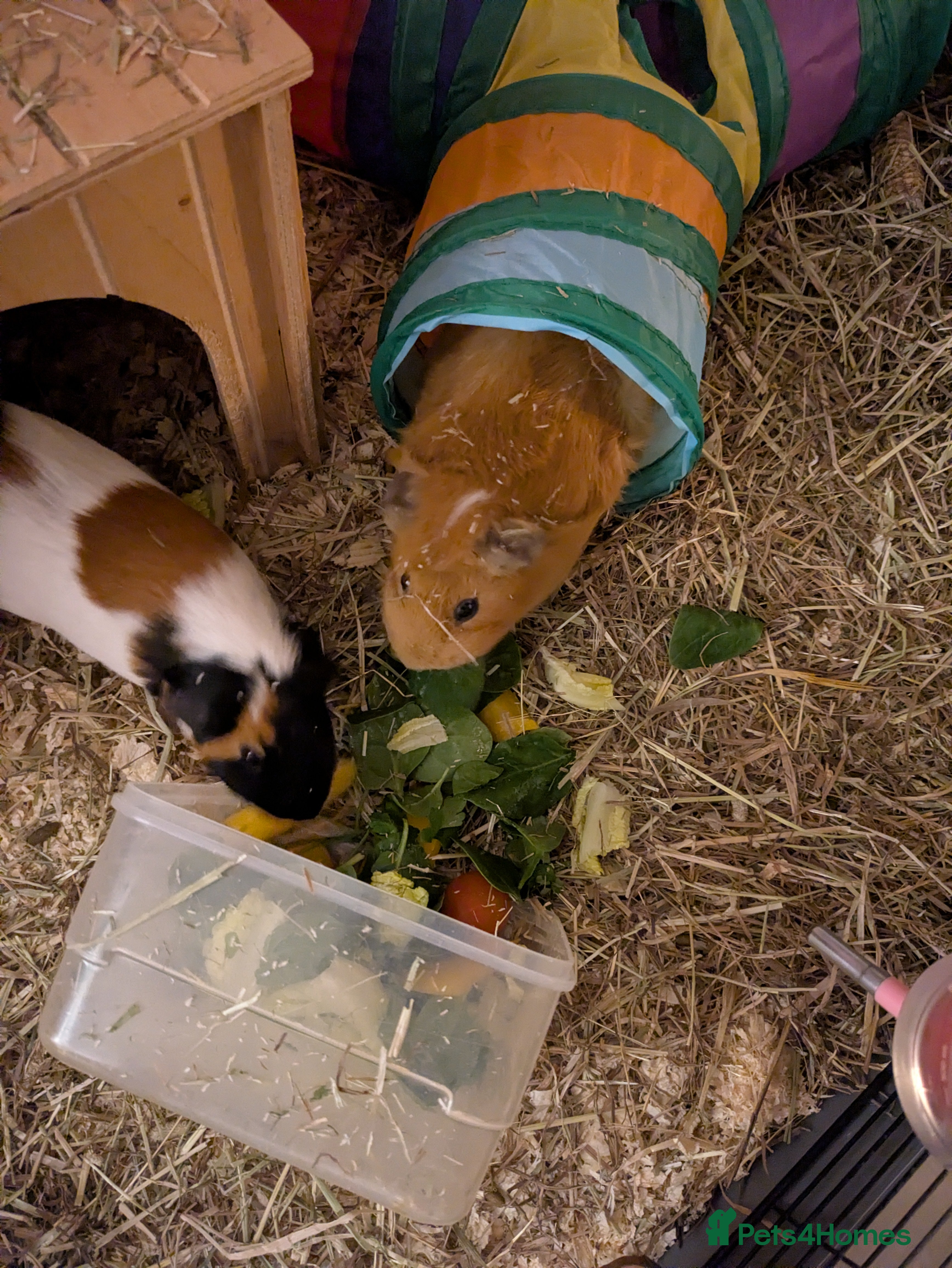 Guinea Pig rodents Bonded pair female guinea pigs  - Advert 3