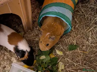 Guinea Pig rodents Bonded pair female guinea pigs - Advert 3