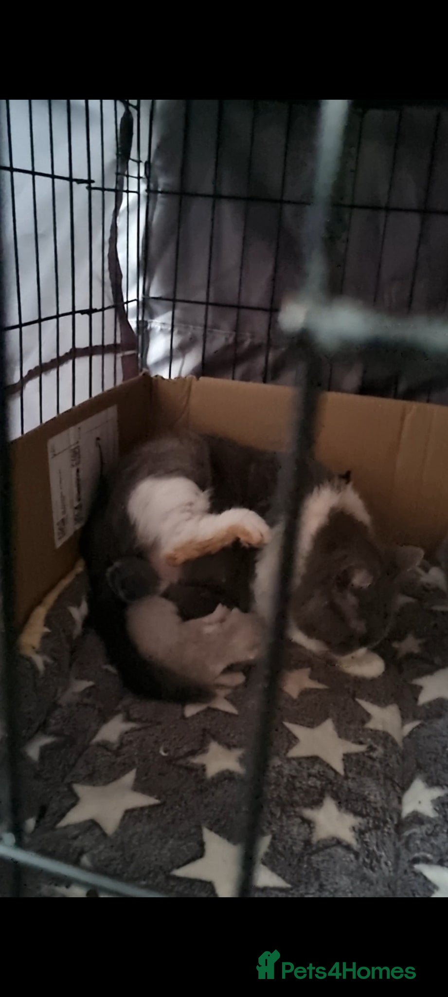 British Shorthair cats British shorthair  - Advert 1