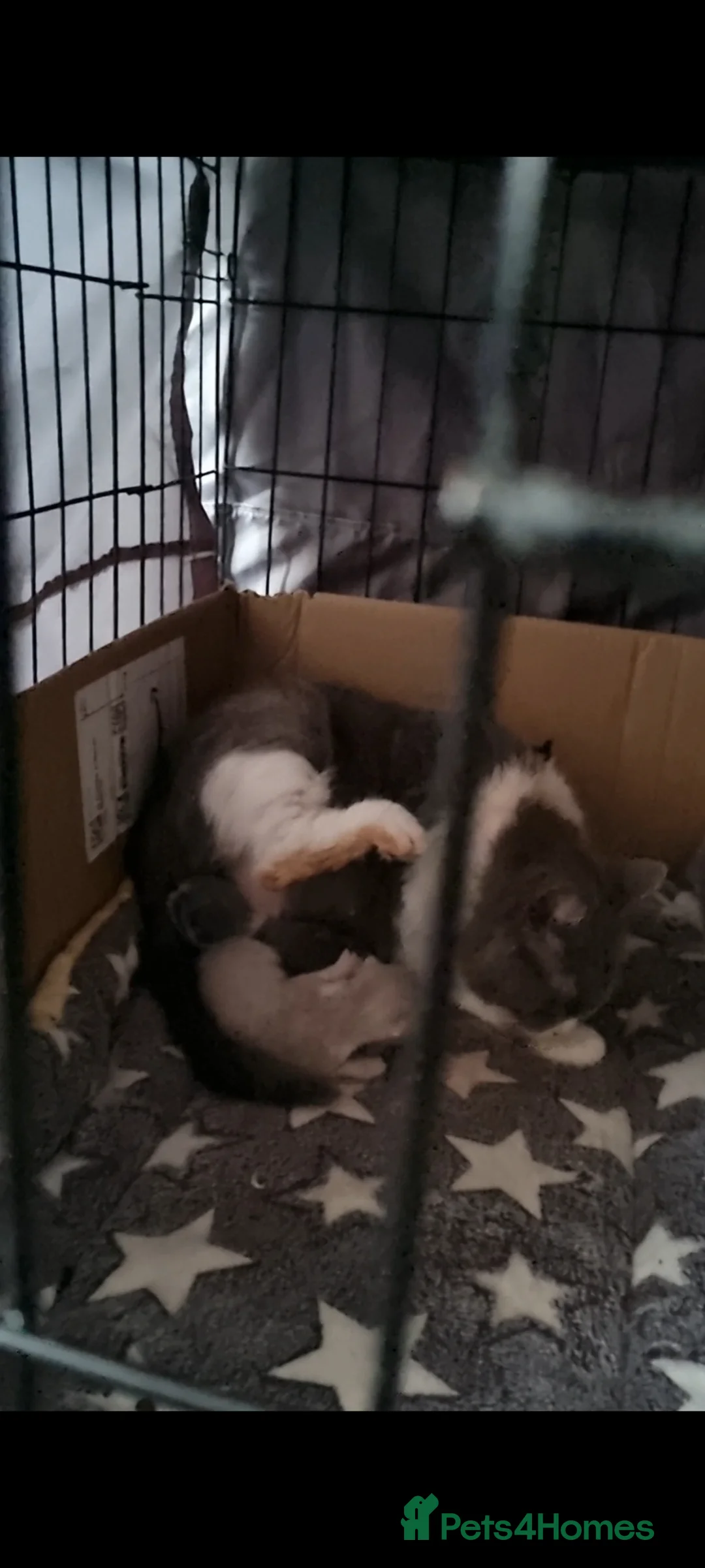 British Shorthair cats for sale: British shorthair  - Advert 2