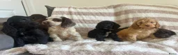 Cocker Spaniel dogs for sale: Beautiful Cocker spaniel pups  - Advert 9