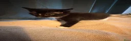 Mixed Breed cats for sale: 6 playful kittens for sale  - Advert 16