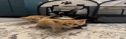 British Shorthair cats for sale: Kittens 🐱  - Advert 8