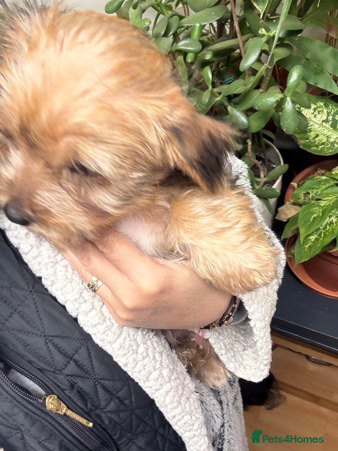 Yorkshire Terrier dogs for sale: Yorkshire Terrier  - Advert 23