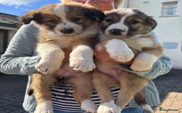 Border Collie dogs for sale: Beautiful Collie Puppies❤️ - Image 13