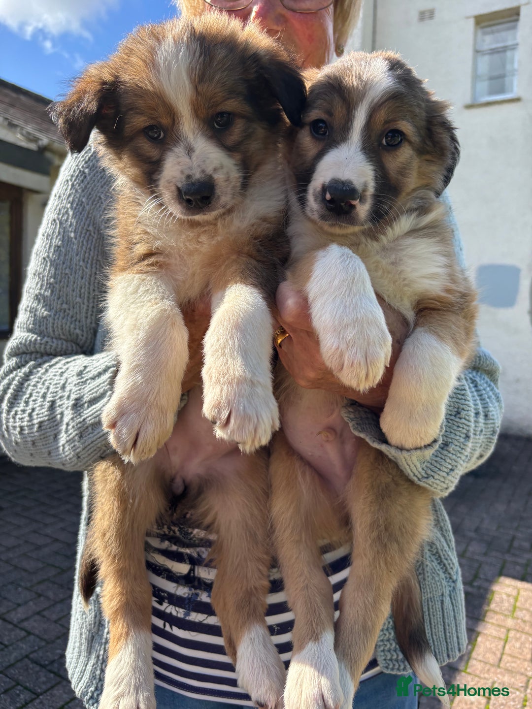 Border Collie dogs for sale: Beautiful Collie Puppies❤️ - Image 13