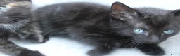 Mixed Breed cats for sale: Beautiful domestic kittens  - Advert 3