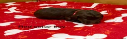 Sproodle dogs for sale: Sproodle Puppies from experienced, licensed breedr - Advert 7