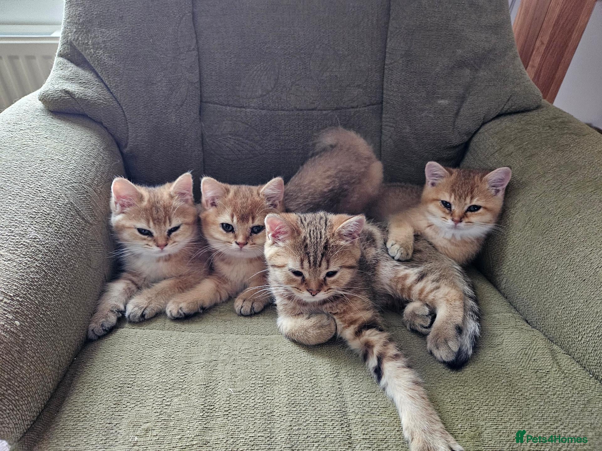 British Shorthair cats Stunning Purebred Golden BSH Kittens - Advert 1